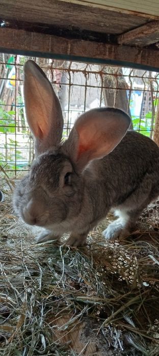 Vând iepurii de casă