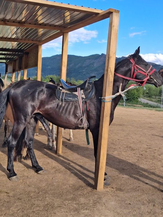 Жеребец Айгыр сатылат
