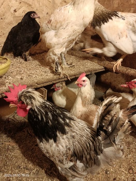 Петуха хохлатого продам