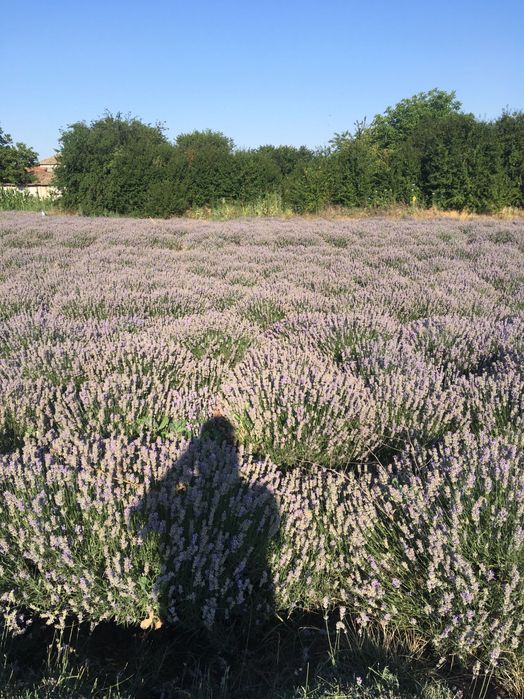 Разсад лавандула на едро и дребно