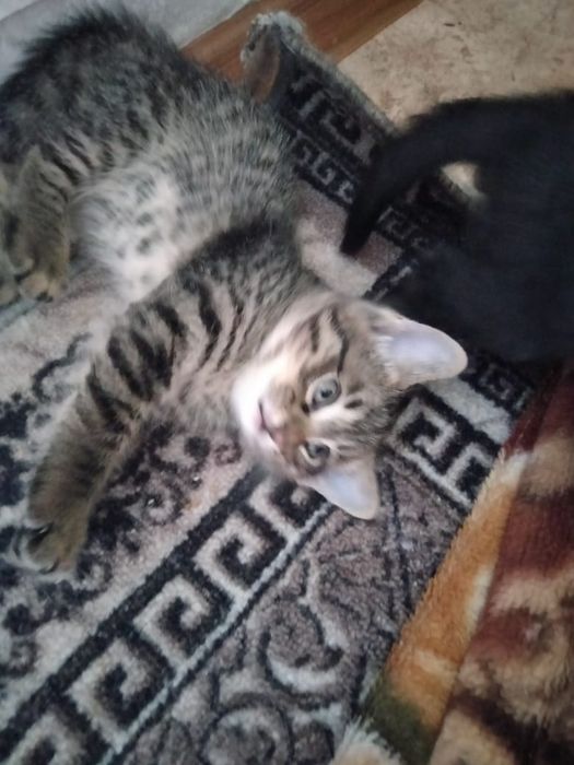 Отдам котят в добрые руки