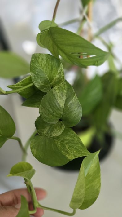 Комнатные цветы,  эпипренум