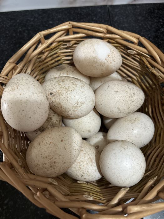 Продам индюшинные яйца( для инкубации)