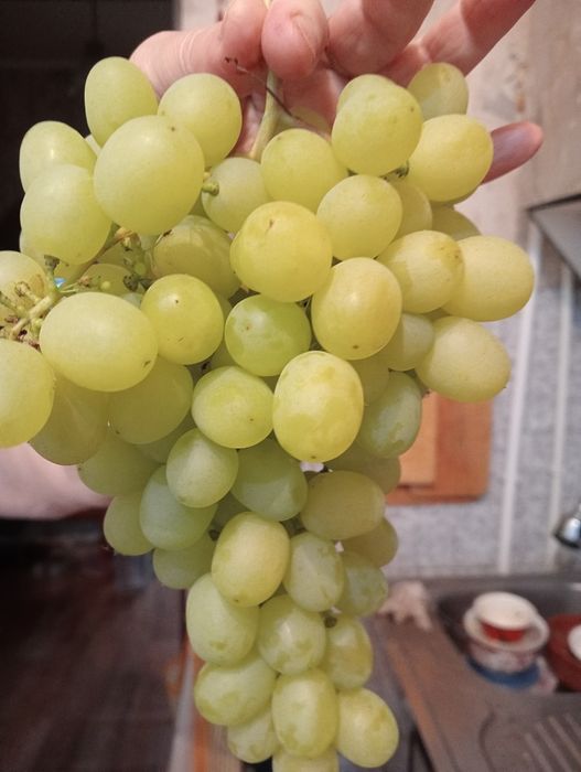 Продам виноград дачный свой