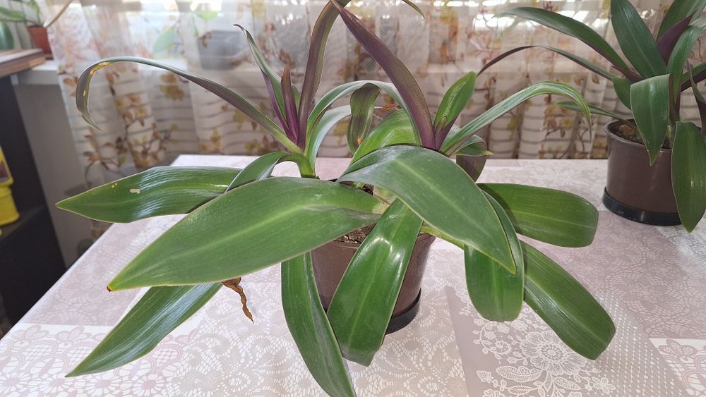 Традесканция рео