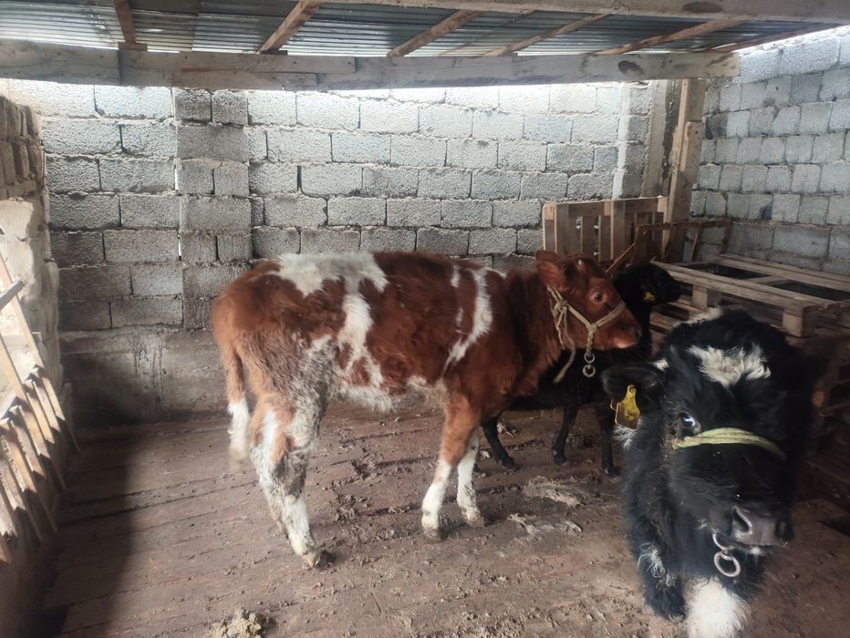 Қой сатылады, бағасын келісеміз