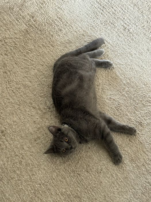 Skotish Strite parodali