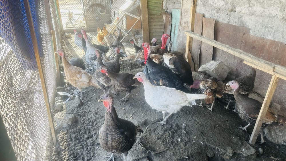 Индюки,самки и самцы здоровые