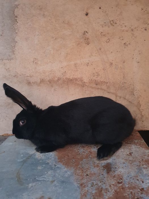 Vand iepuri Fluture Pestrit German Janet