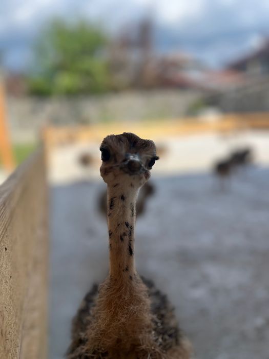 Pui De Struț negru african