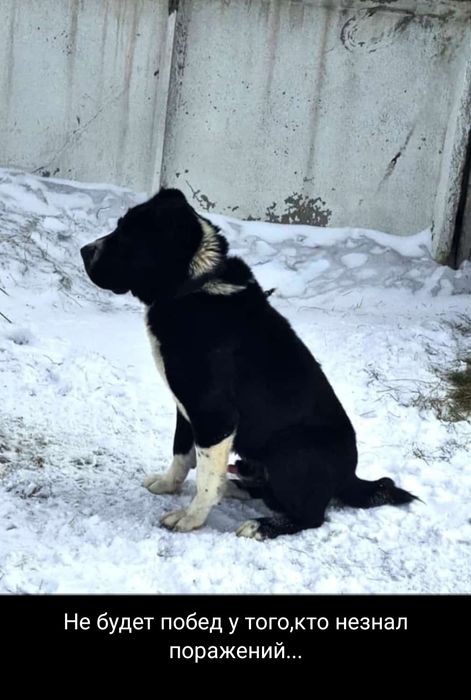 Дрессировка собак