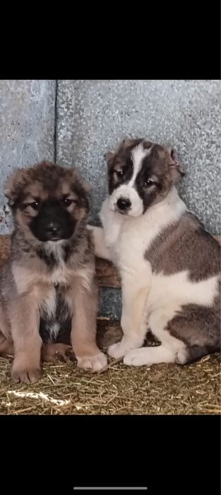 Алабай күшіктер 2-ұрғашы