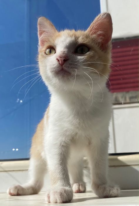 Отдам котенка в добрые руки, девочка.