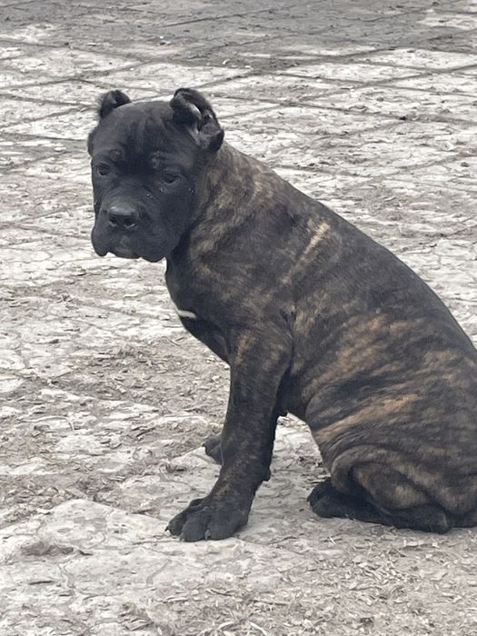 Щенки кане корсо
