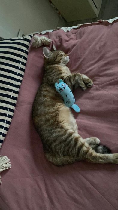 Домашняя кошечка