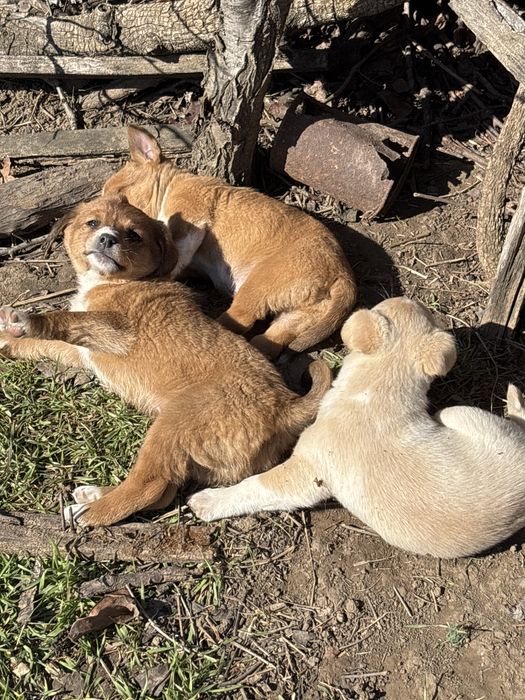 3 cățeluși spre adoptie