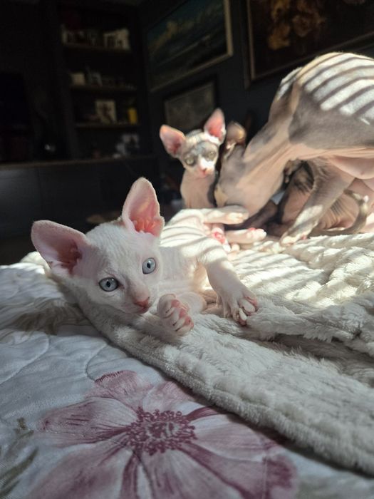Коте Свинкс Флок