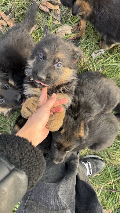 Немецкая овчарка