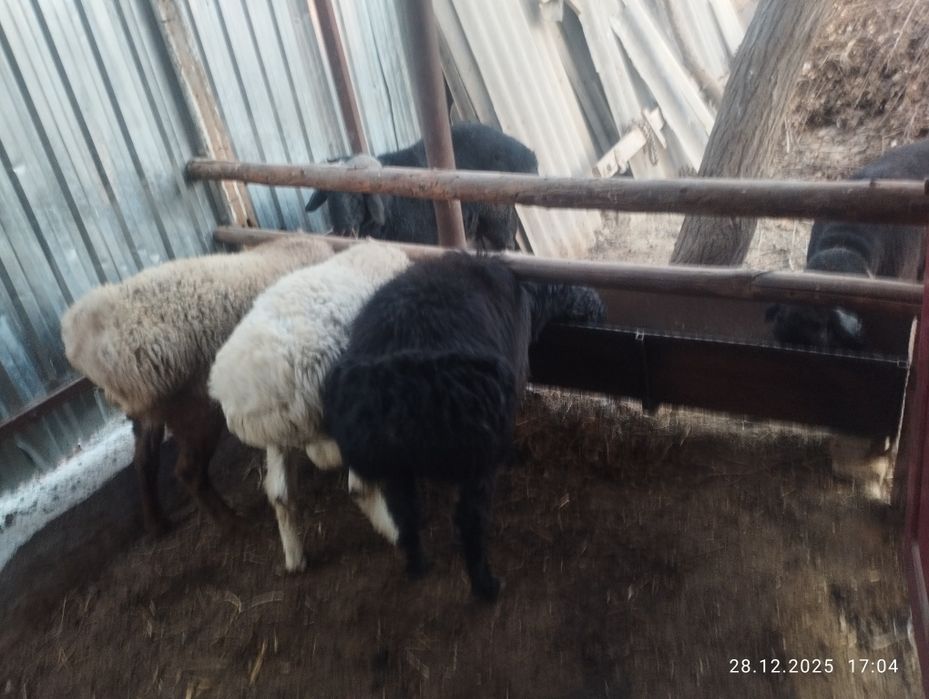 Qochqorlar sotiladi