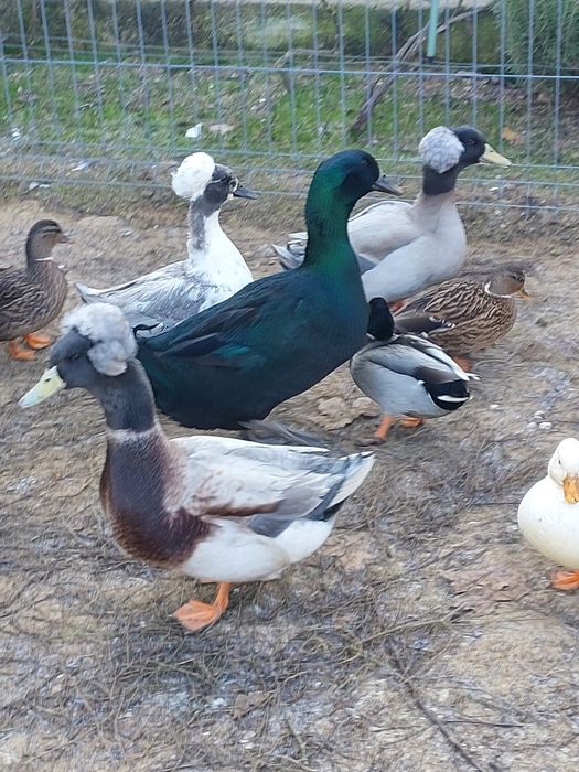 Rațe Cayuga de vânzare 2025