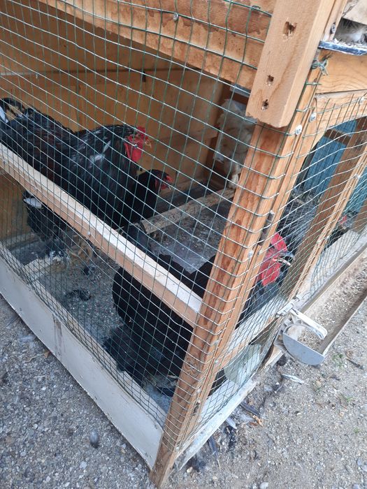 Brama tovuq xo'rozla sotiladi