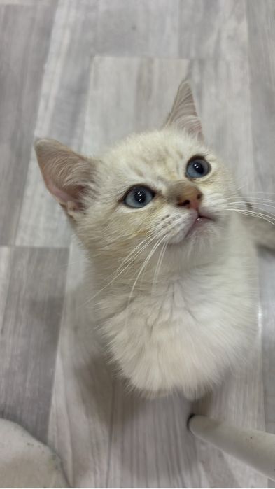Шотландец котенок 4 месяцев