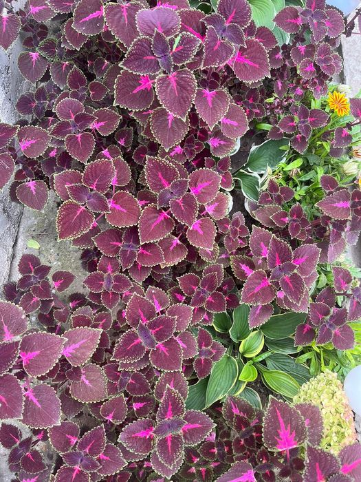 Колеус. Комнатное растение