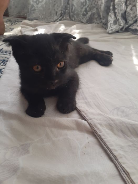 Shotlandiskiy mushuk