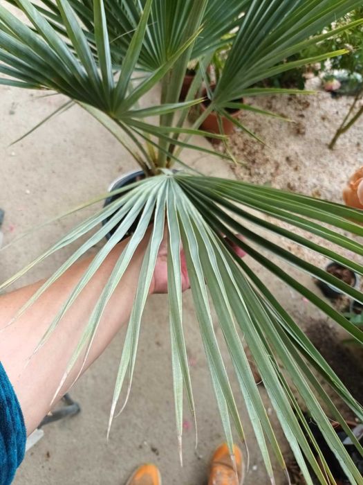 Червен Божур и Брахея Армата,Мексиканска Синя Палма