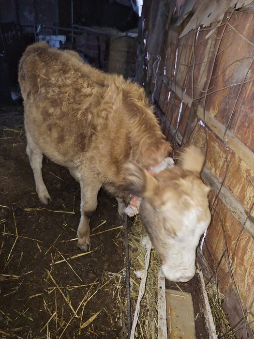 Продам корову и тёлок