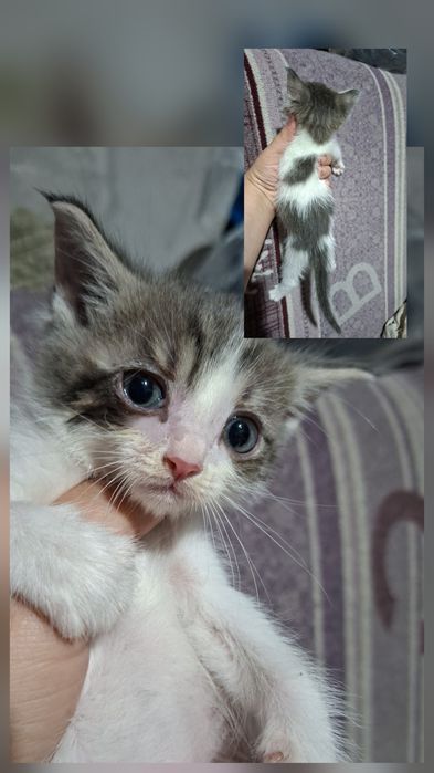 Отдам котят. Мальчики