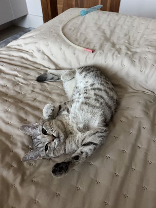 Котенок в добрые руки