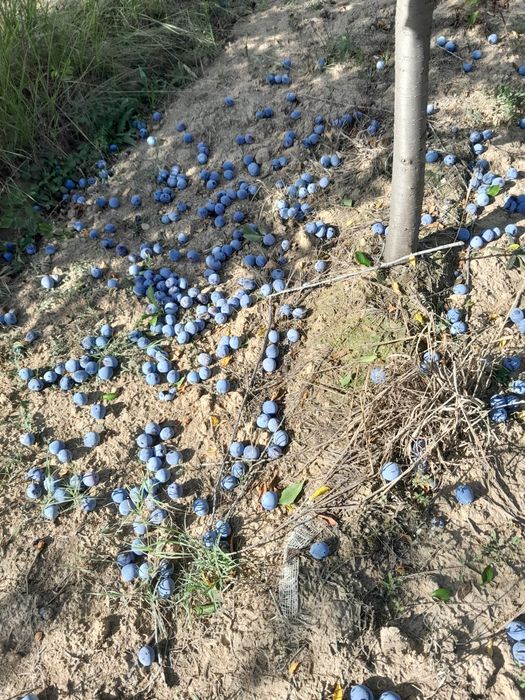 Prune pentru tuica