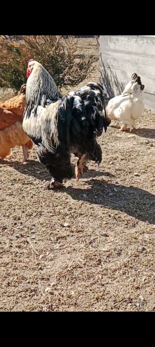 Тёмни брама 2 год