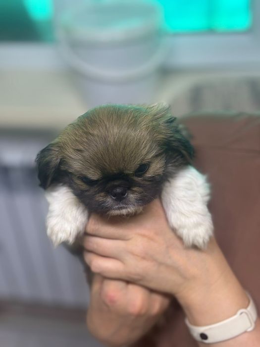 Продаются  щенки пекинеса.