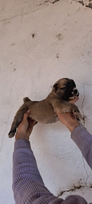 Alabay kuchuklar sotiladi toza qonli ota onalari katta alabaylar