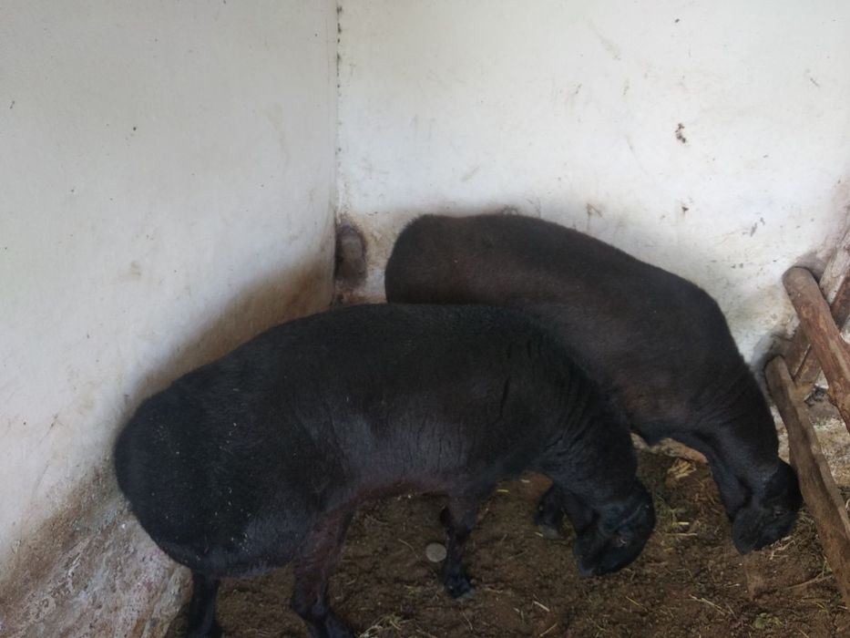 Qo'chqorlar sotiladi