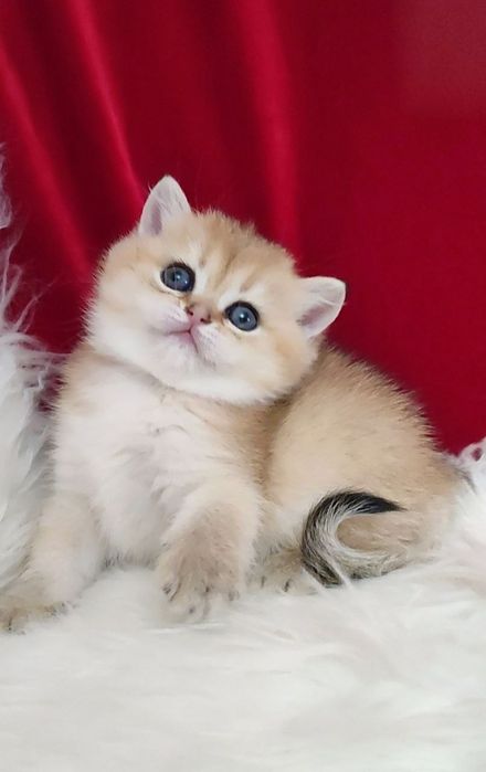 Британский чистокровный мальчик золотая шиншилла ny11