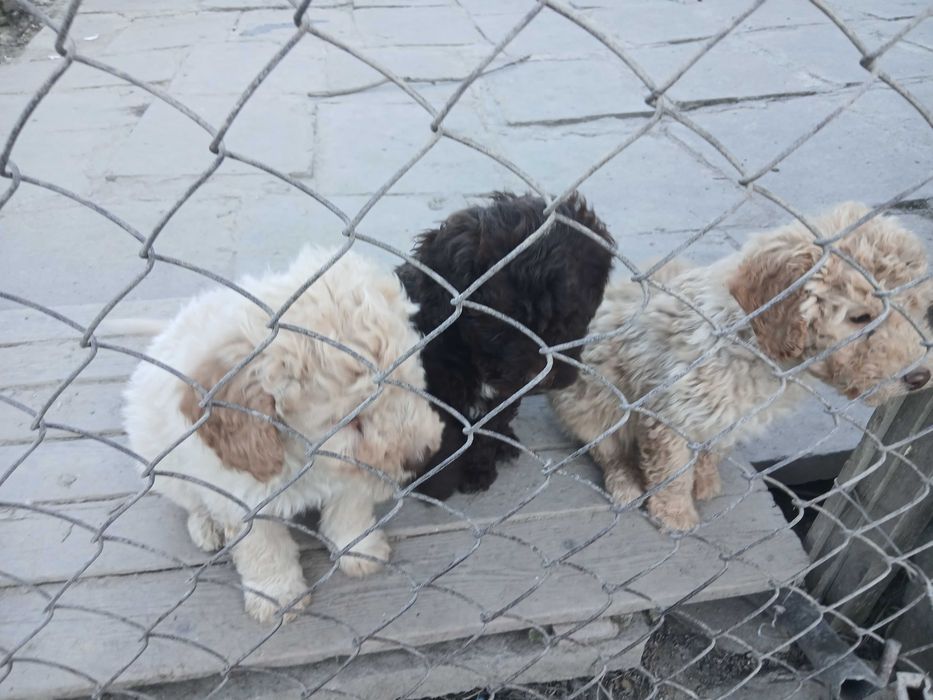 Лагото на 2м мъжки