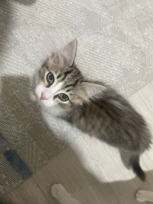 Отдам бесплатно котят