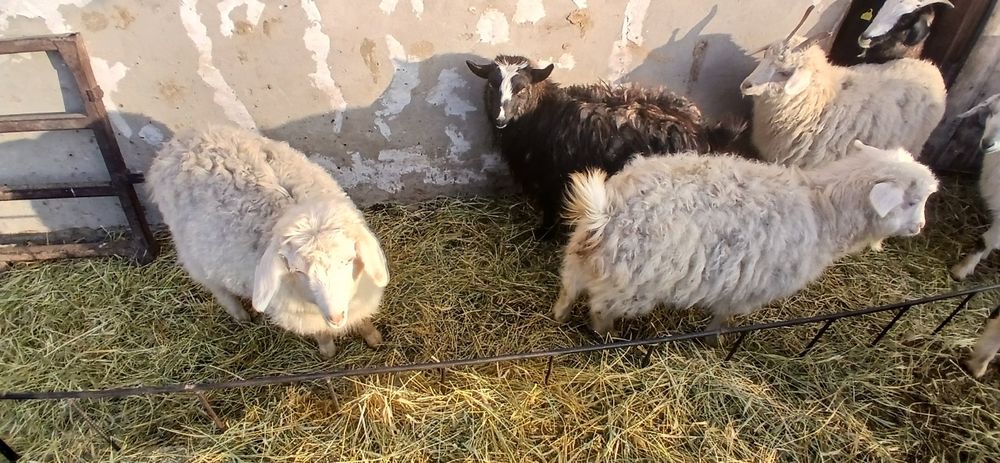 Продам двух коз...