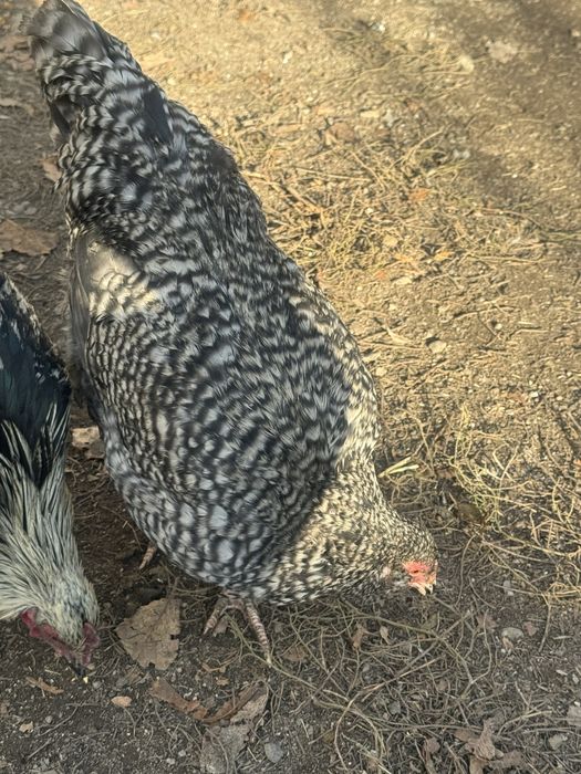 Продаю петухов молодняк