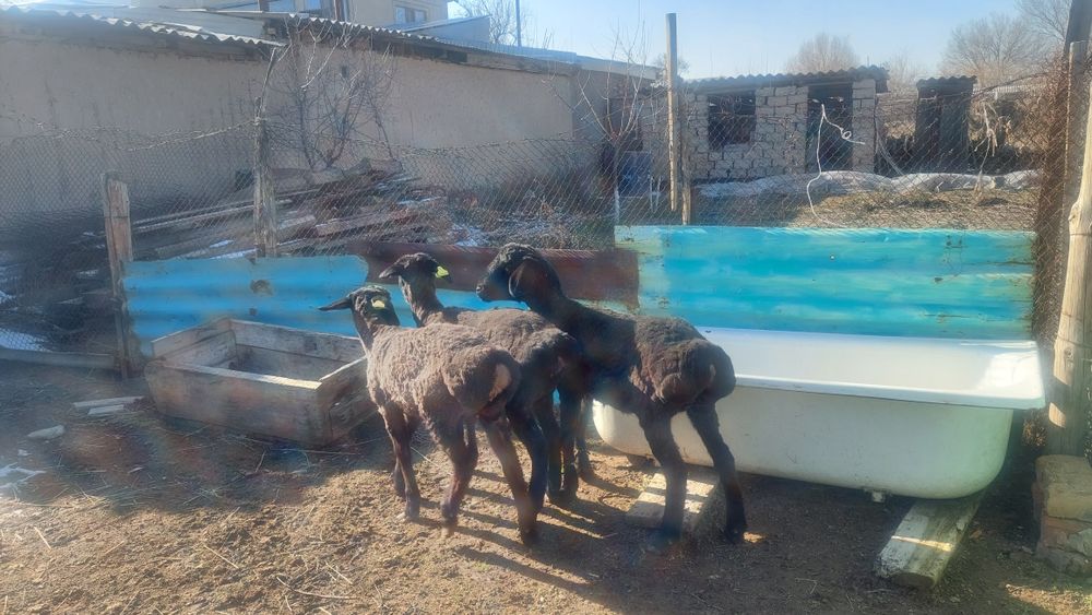 Қозы сатылады тұсақ,биреуы 85000