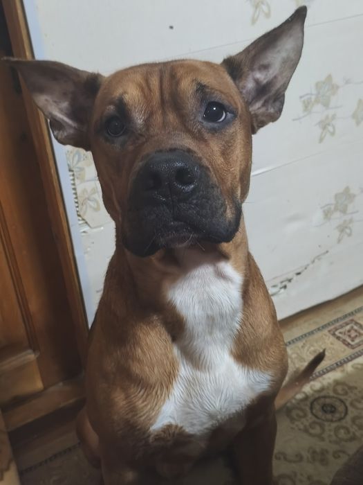 Ищем невесту для вязки