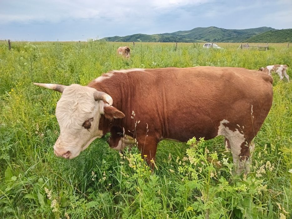 Продам право аренды