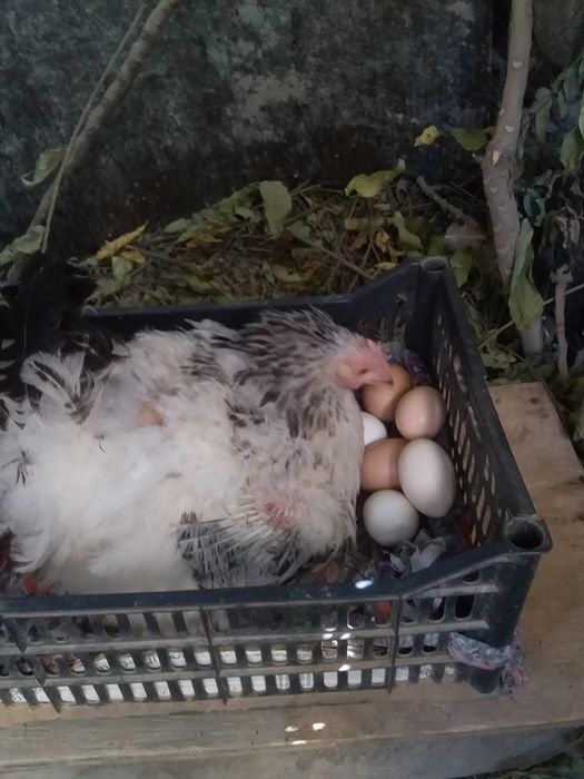 Tuxum sotiladi. Jo‘ja ochirishga tovuq tuxumi sotiladi.