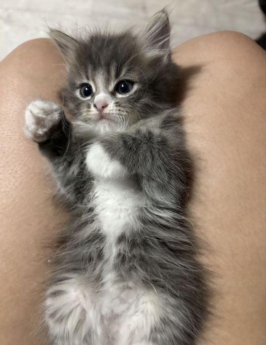 Отдам котенка девочку
