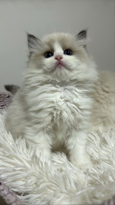 Рэгдолл Рэгдолл Рэгдолл!!!