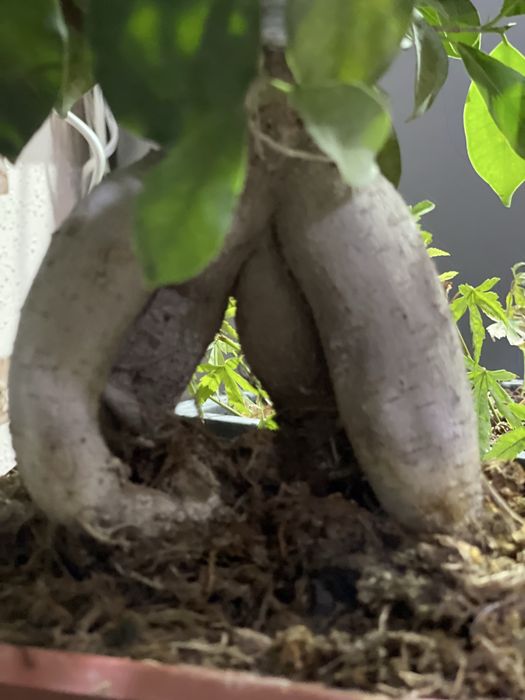 Продается фикус бонсай