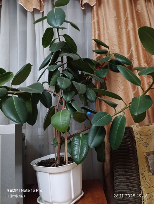 Продам фикус Бенджамина